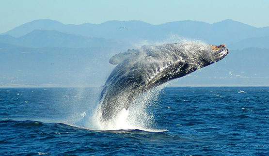 Knysna whale watching in South Africa.