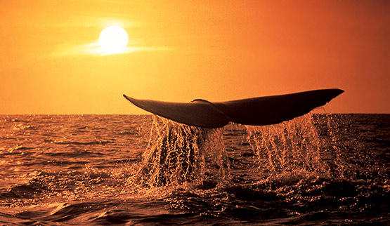 Whale tail at sunset.